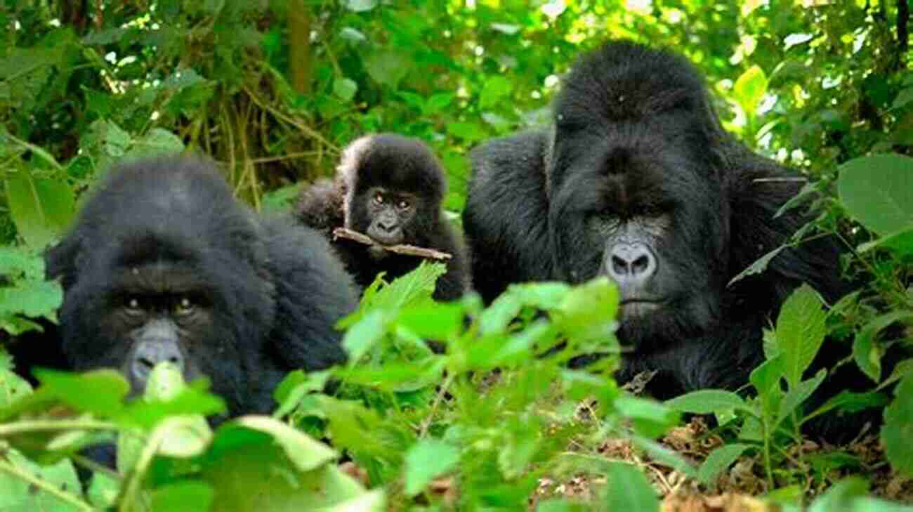 Gorilla Trekking In Volcanoes National Park Ten Days In Rwanda: A Journal