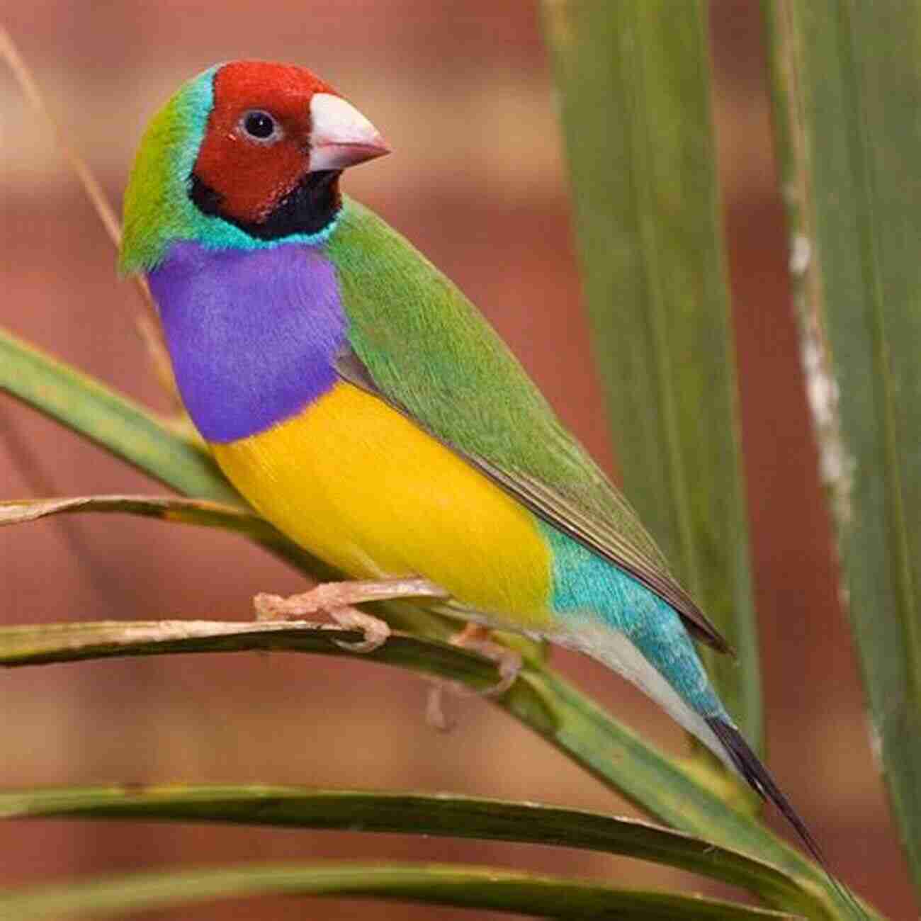 Gouldian Finch Finches As Pets The Complete Owners Guide: Includes Information On The House Finch Zebra Finch Gouldian Finch Red Yellow Purple Green And Goldfinch Breeding Feeding And Cages