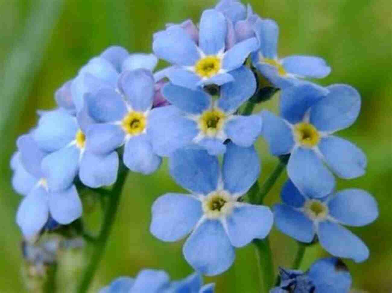 Heavenly Blue Alpine Forget Me Not Flowers Wildflowers Of The Mountain West