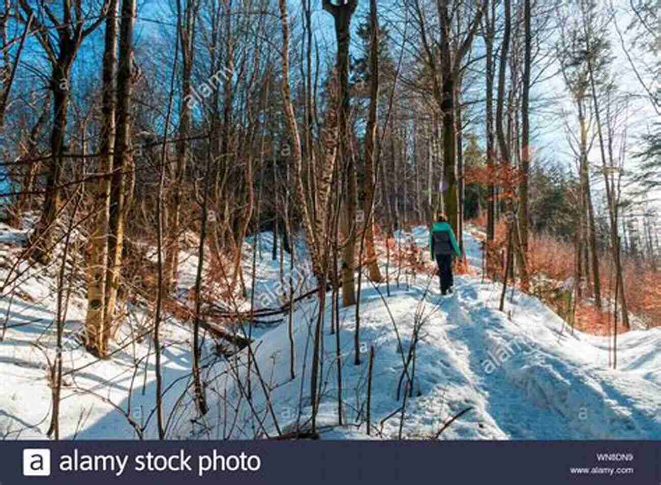 Hiking Through A Winter Wonderland: Discovering The Captivating Beauty Of Weeds And Wildflowers Weeds And Wildflowers In Winter