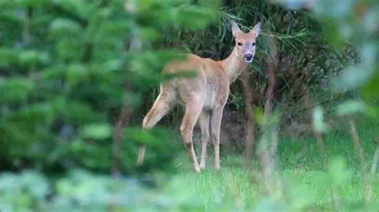 Hungry Hollow Wildlife: Deer Grazing In A Serene Forest Clearing Hungry Hollow: The Story Of A Natural Place