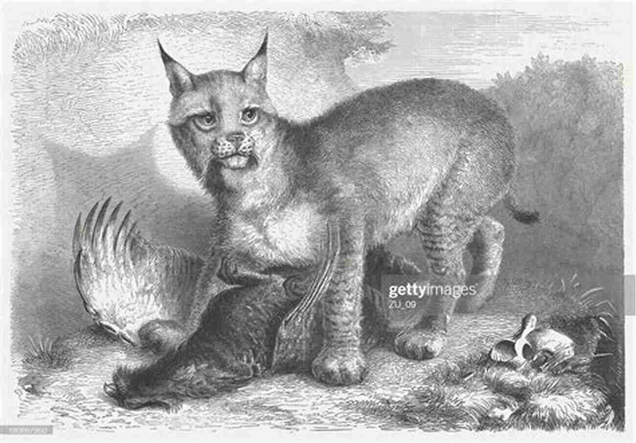 Illustration Of Eurasian Lynx The Missing Lynx: The Past And Future Of Britain S Lost Mammals