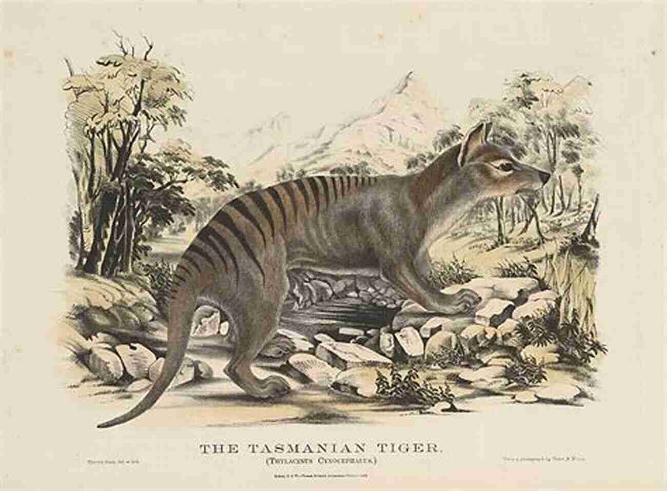 Illustration Of A Tasmanian Tiger It S Too Late To Meet Me : A Quick List Of Extinct Animals And What They Looked Like Extinction Evolution Grade 3 Children S Biology