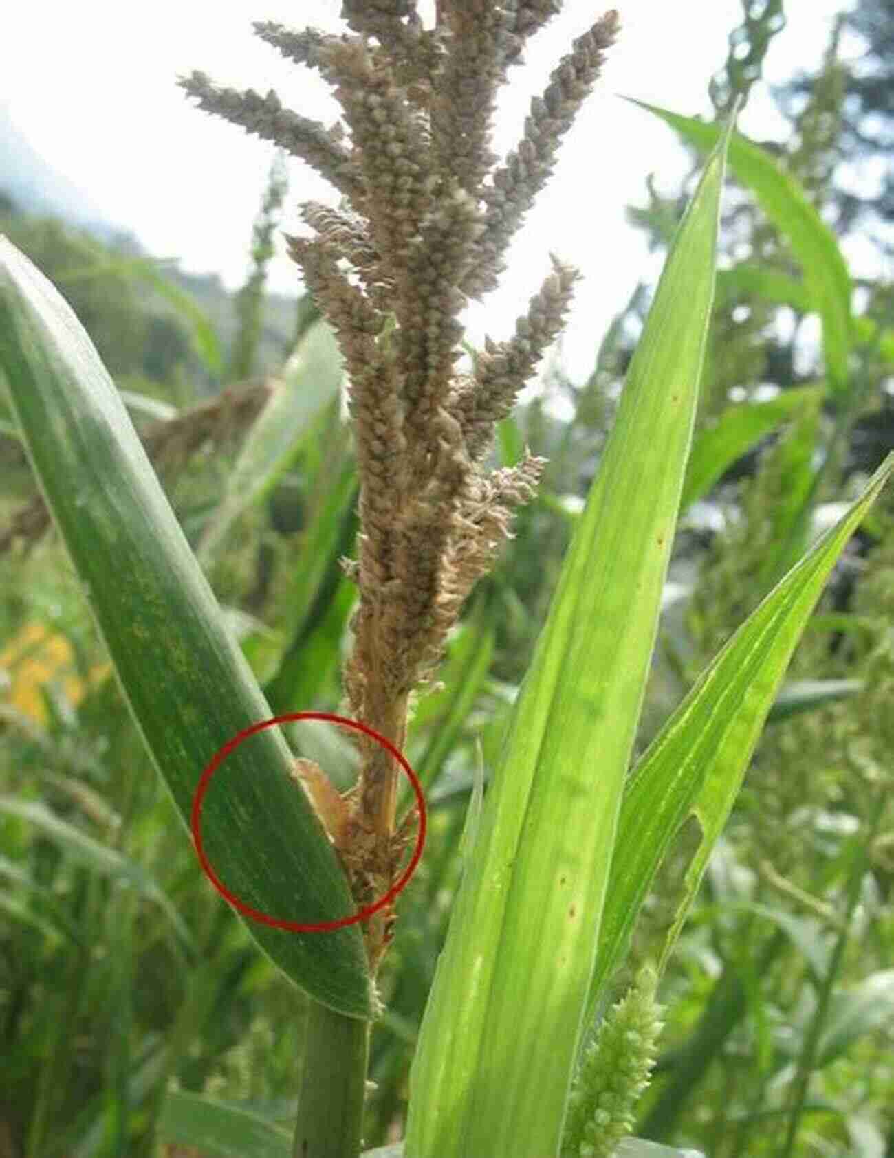 Insect Pests Of Millets Infestation Insect Pests Of Millets: Systematics Bionomics And Management