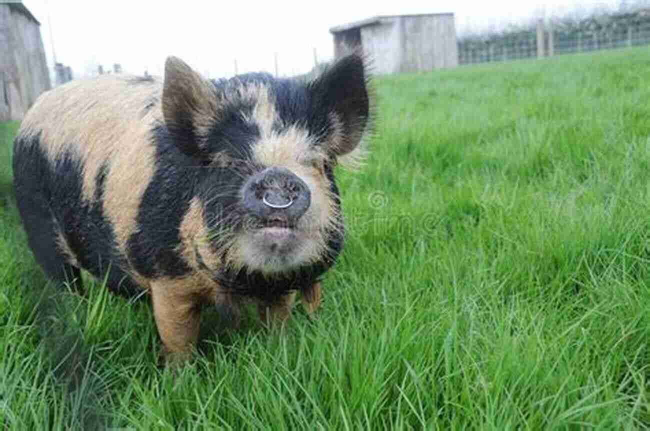 Kunekune Pigs Grazing In A Field KUNEKUNE PIGS: THE ESSENTIAL GUIDE TO KUNEKUNE PIGS AND 30 FACTS ABOUT KUNEKUNE PIGS