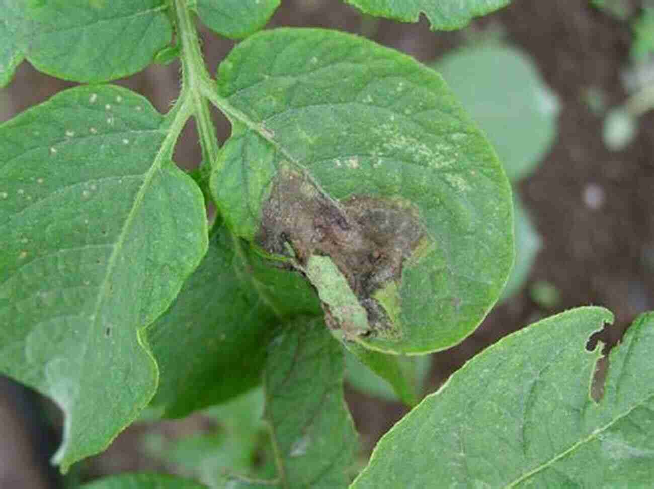 Late Blight On Potato Leaves Potato Diseases Avery E Rich