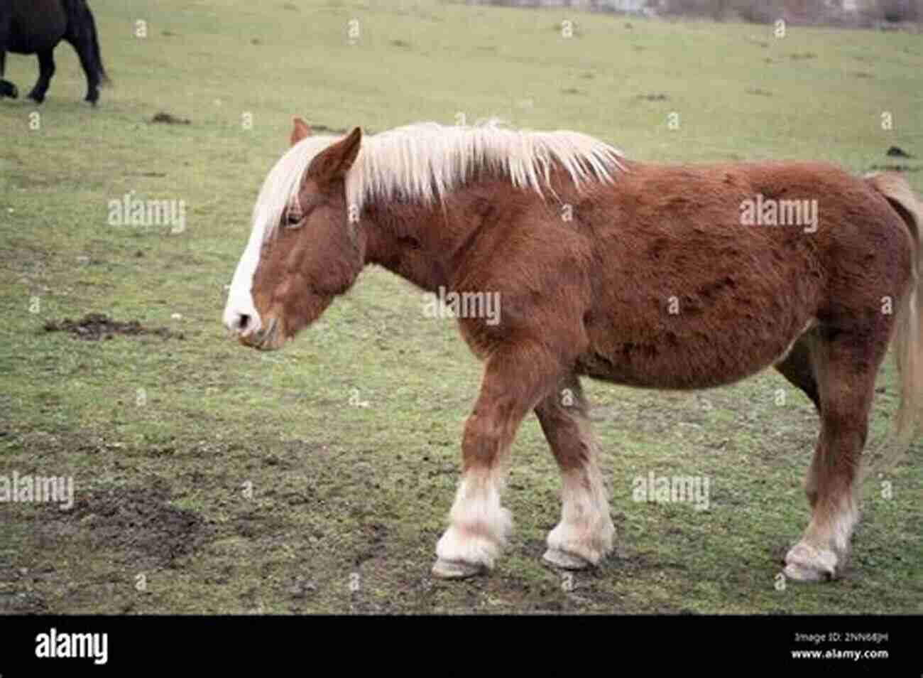 Lily The Horse Running Freely In A Green Meadow What The Animals Taught Me: Stories Of Love And Healing From An Animal Santuary