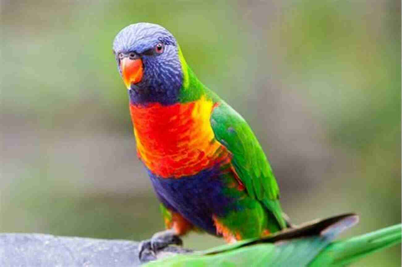 Lorikeet Picture Facts About The Lorikeets (A Picture For Kids 102)