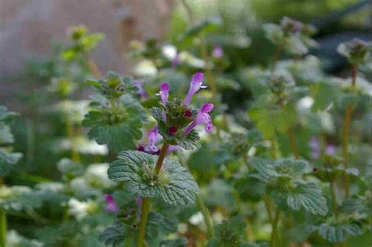 Lush Winter Weeds Blossoming With Unmatched Beauty In The Snow Weeds And Wildflowers In Winter