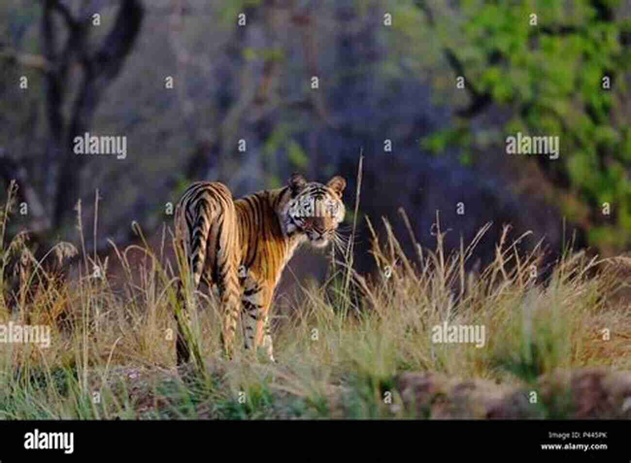 Magnificent Bengal Tiger In Its Natural Habitat T Is For Tigers (All About Tigers)