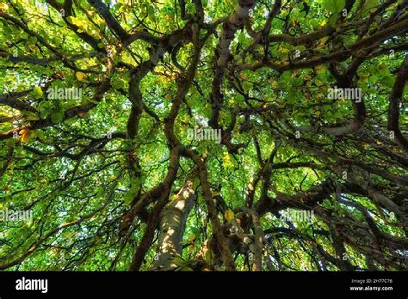 Majestic Canopy Tree With Intricate Green Leaves A Pictorial Field Guide To The Woody Plants Of The Amazon VOL III: CACTACEAE GESNERIACEAE