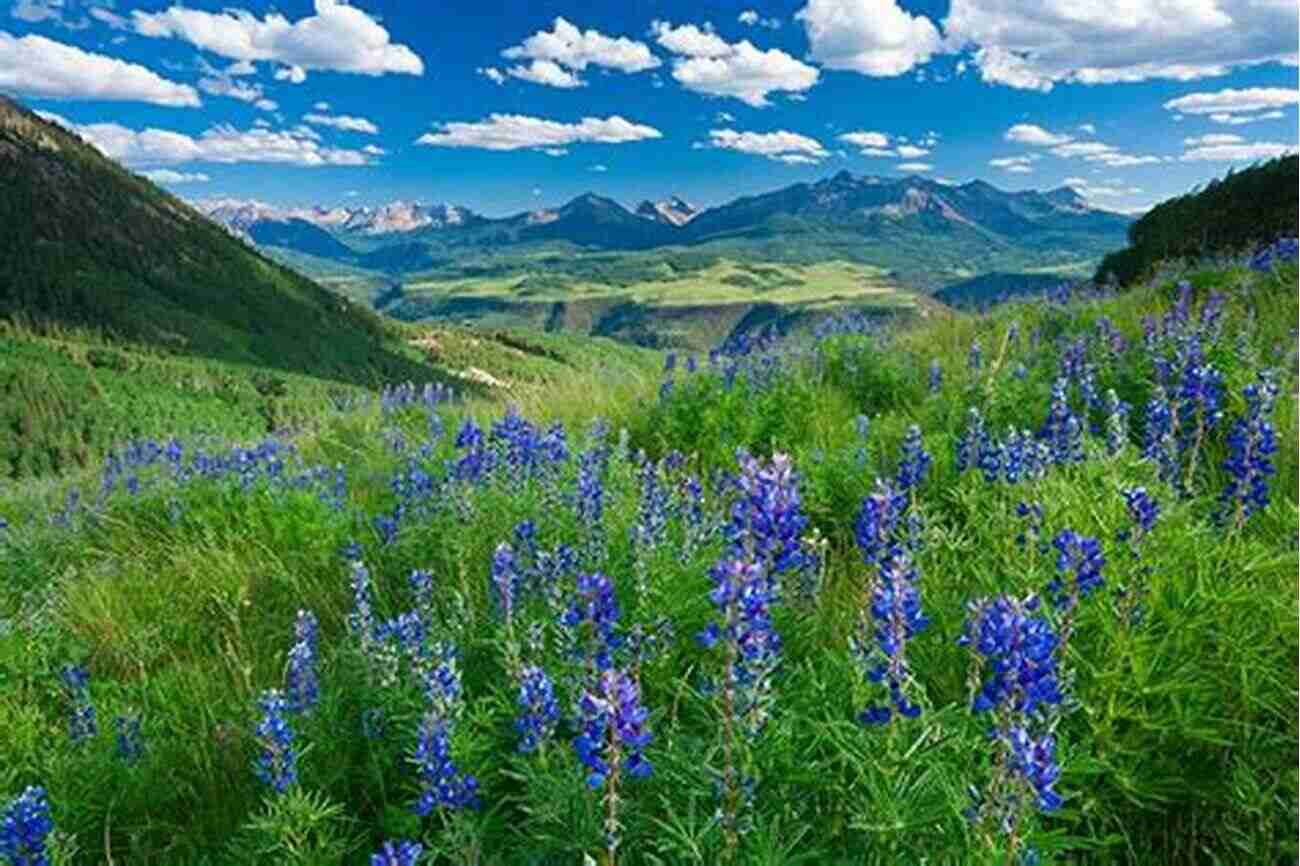 Majestic Purple Lupine Field Wildflowers Of The Mountain West