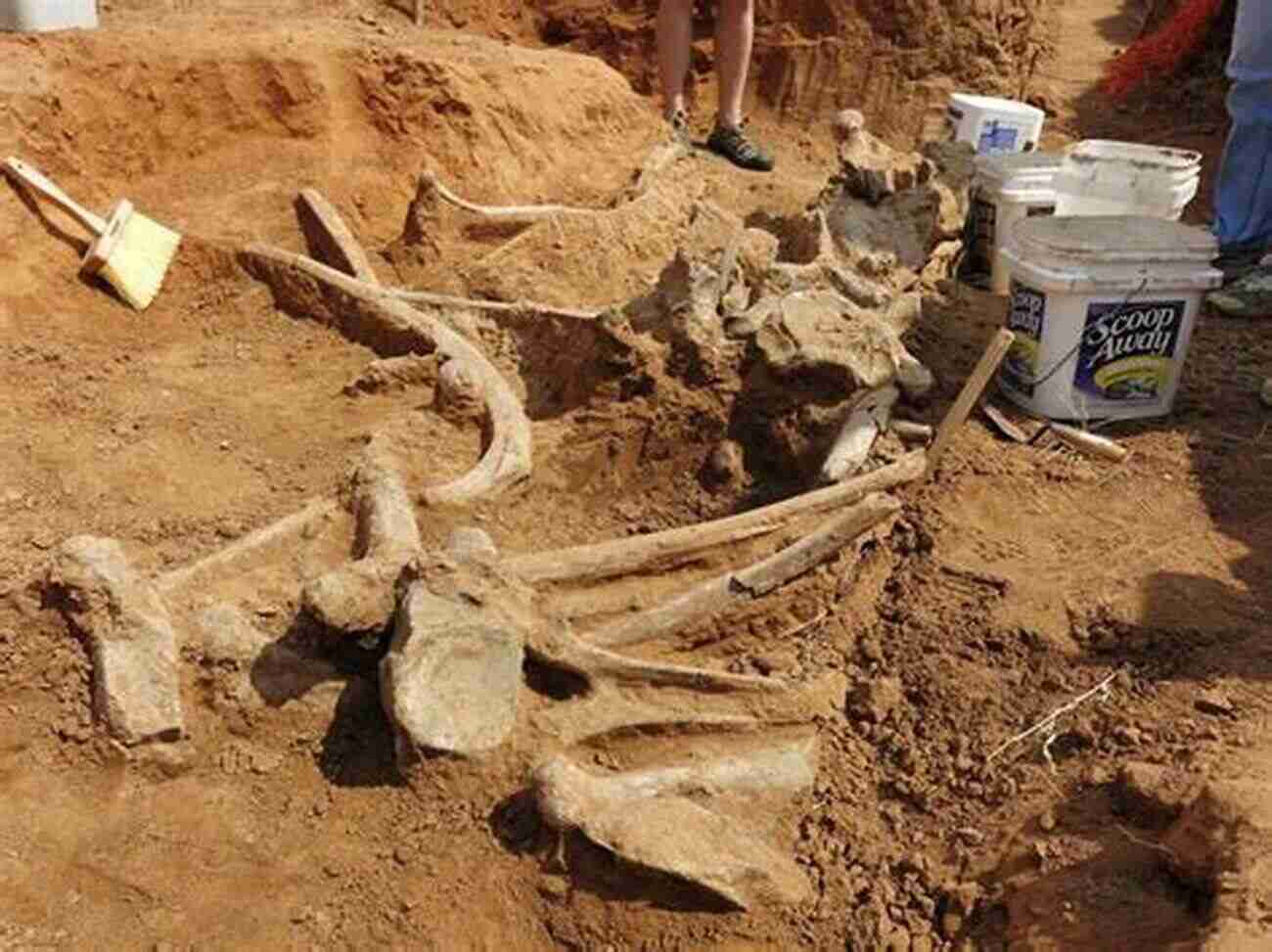 Mammoth Skeleton Unearthed During A Paleontological Dig Beyond The Secret Elephants: On Mystery Elephants And Discovery