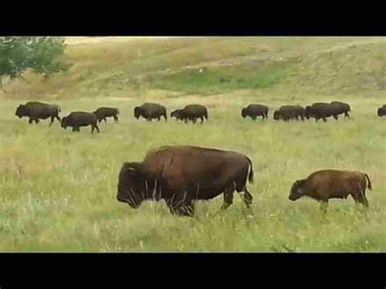 Marvel At The Sight Of The Majestic Bison Herds Roaming Freely In Custer State Park Custer State Park (Images Of America)