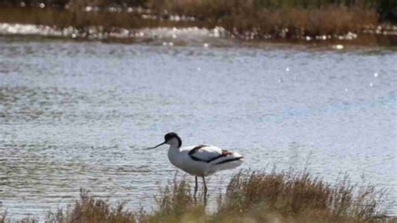 Migrating Birds Rest And Refuel On Orford Ness, Creating A Spectacle Of Nature's Beauty And Resilience. Orford Ness 30 Indicative Photographs