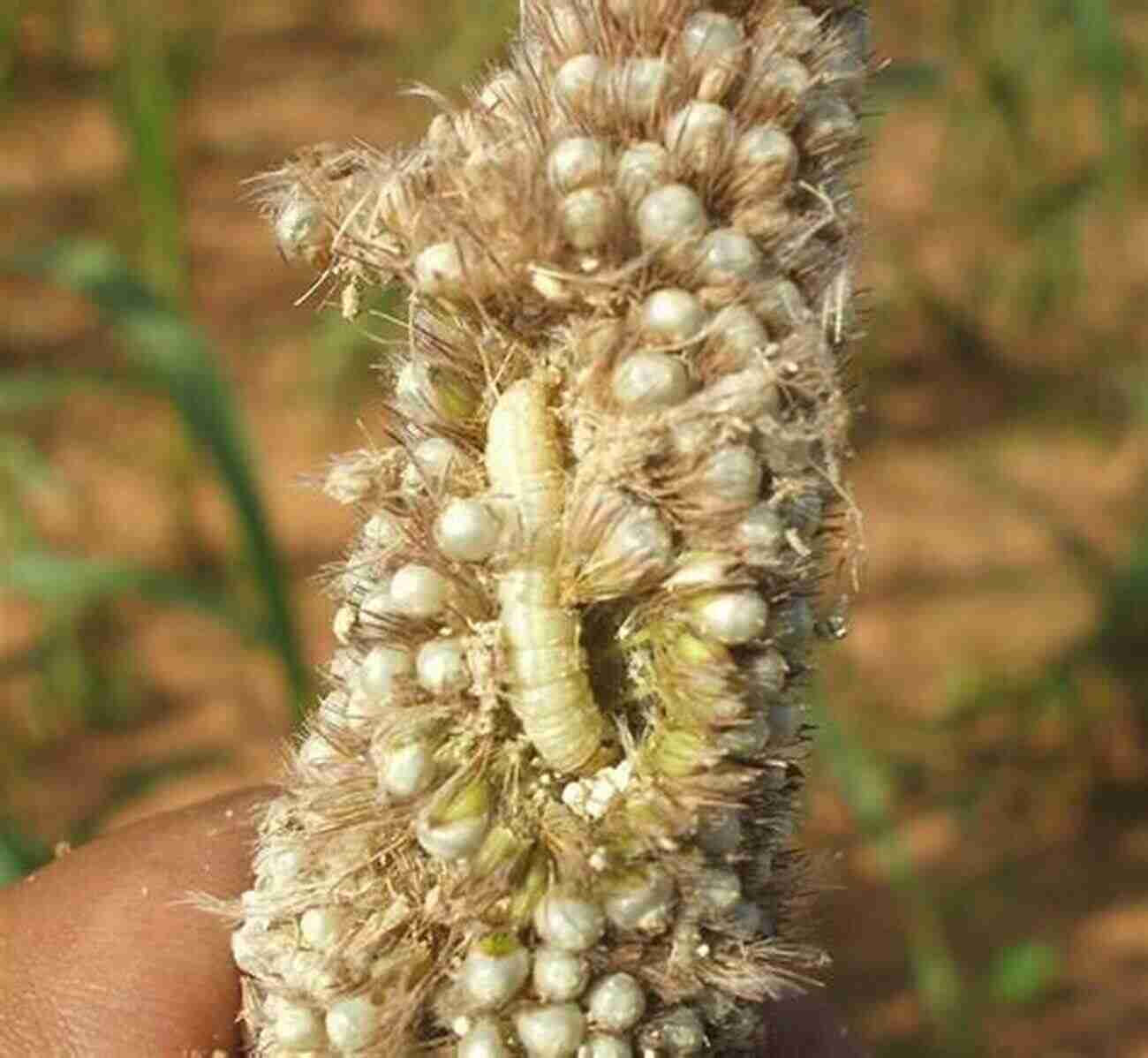 Millet Head Miner Insect Pests Of Millets: Systematics Bionomics And Management