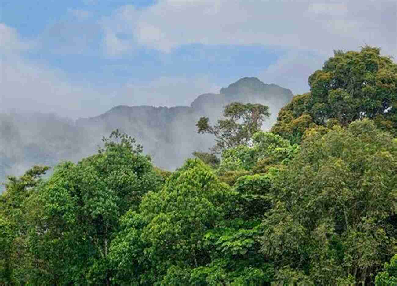 Nyungwe Forest National Park Ten Days In Rwanda: A Journal