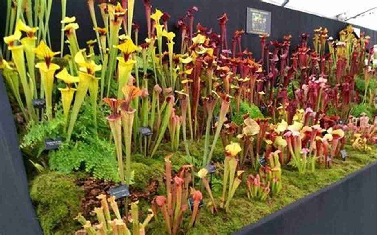 Observe The Stunning Pitcher Plants That Have Adapted To The Challenging Environment Of Poutwater Pond Peat Bog Poutwater Pond: A Peat Bog In Holden Massachusetts