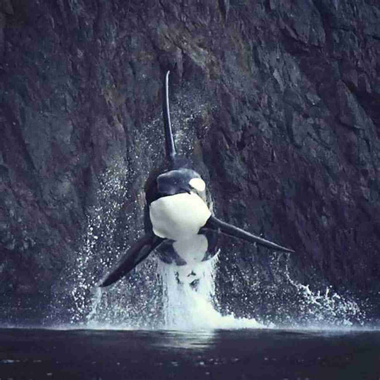 Orca Whale Breaching The Ocean's Surface Alaska: Saga Of A Bold Land