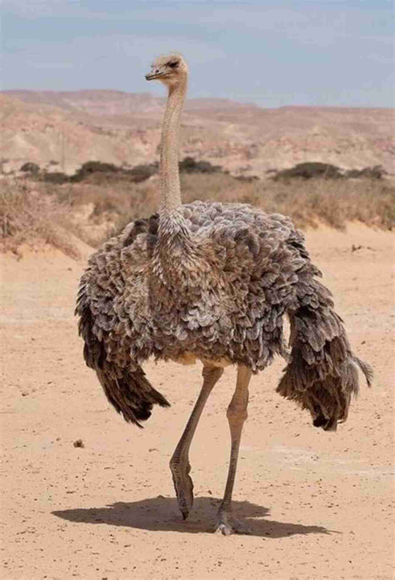 Ostrich In Desert Finding Australian Birds: A Field Guide To Birding Locations