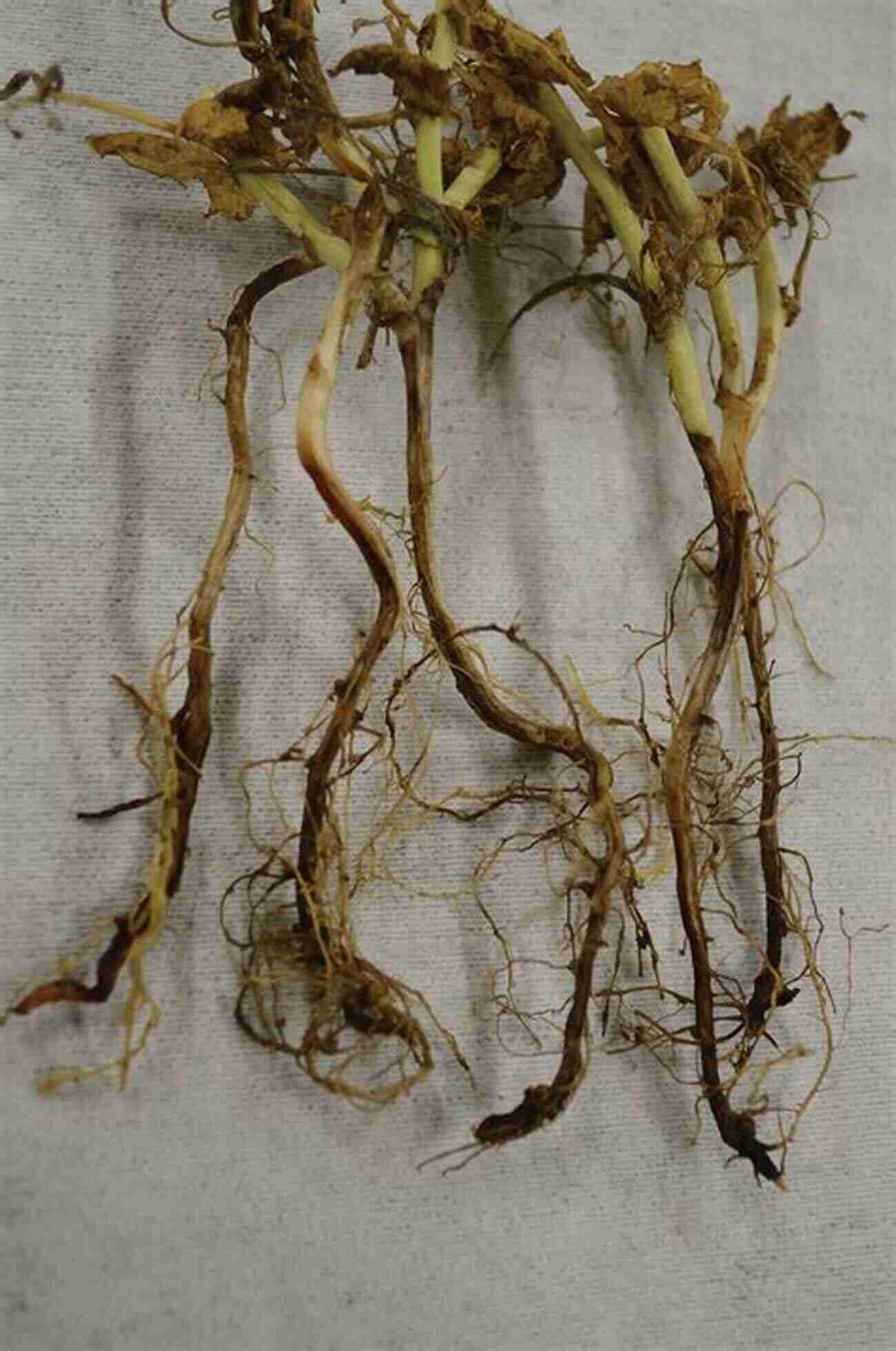 Plant Roots Affected By Root Rot Lexicon Of Plant Pests And Diseases