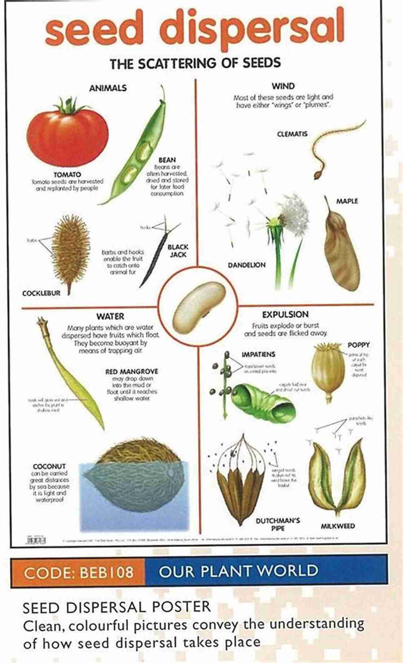 Plants Dispersal Dispersal In Plants: A Population Perspective