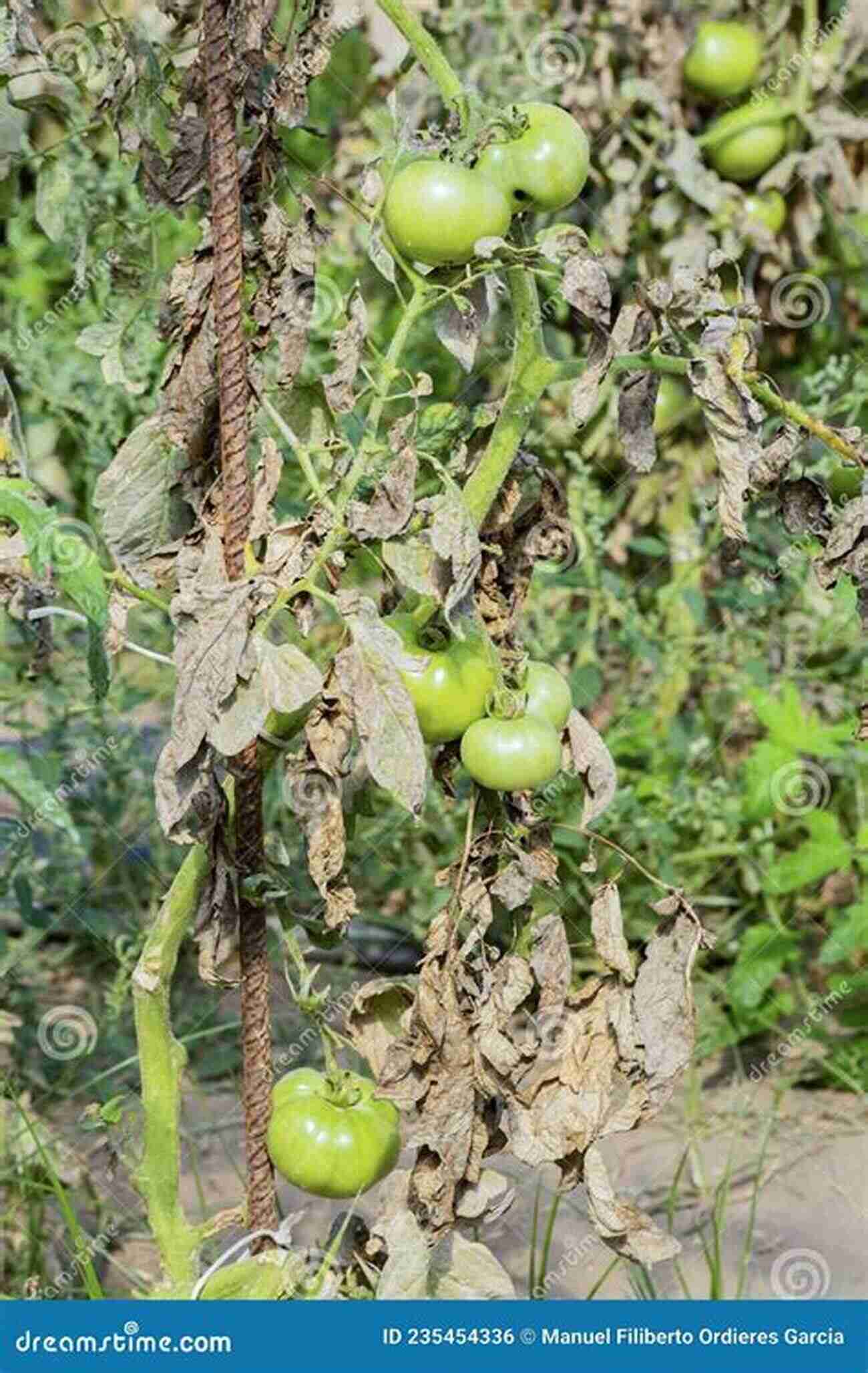 Plants Affected By Blight Lexicon Of Plant Pests And Diseases