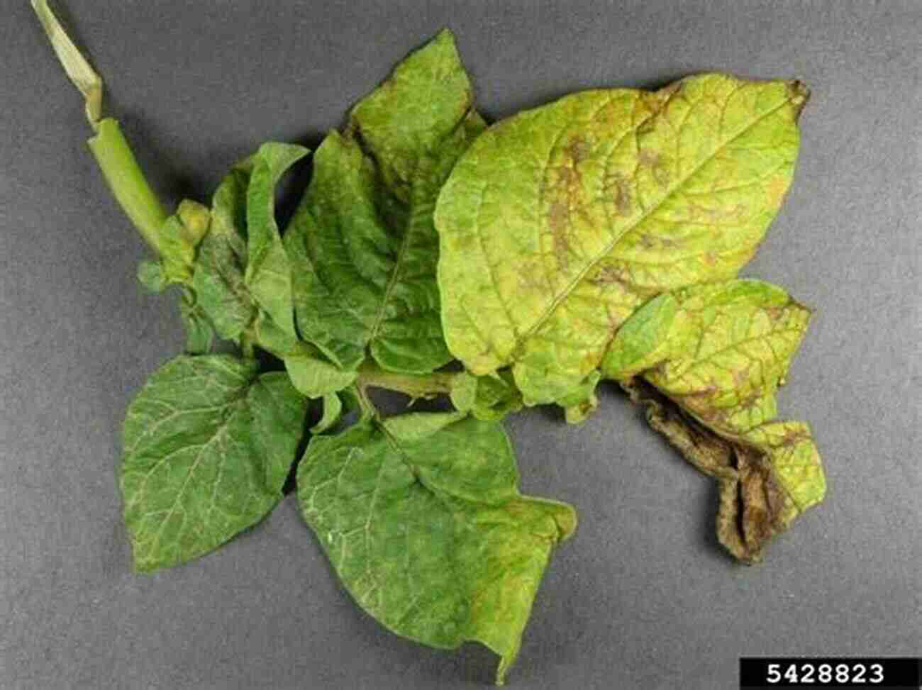 Potato Virus Y Infected Potato Plant Potato Diseases Avery E Rich