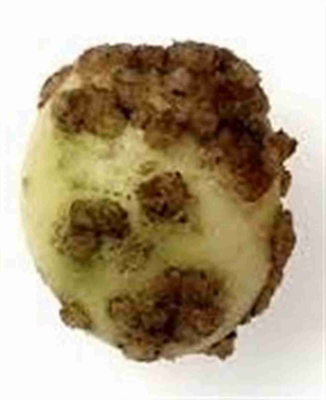 Potato Wart On Tuber Potato Diseases Avery E Rich