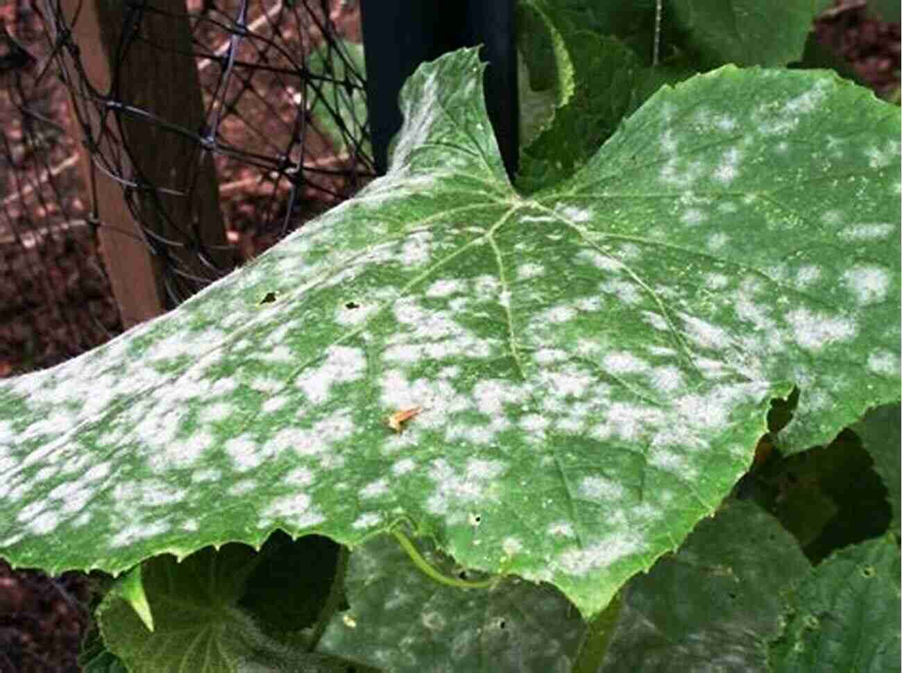 Powdery Mildew On Plant Leaves Lexicon Of Plant Pests And Diseases