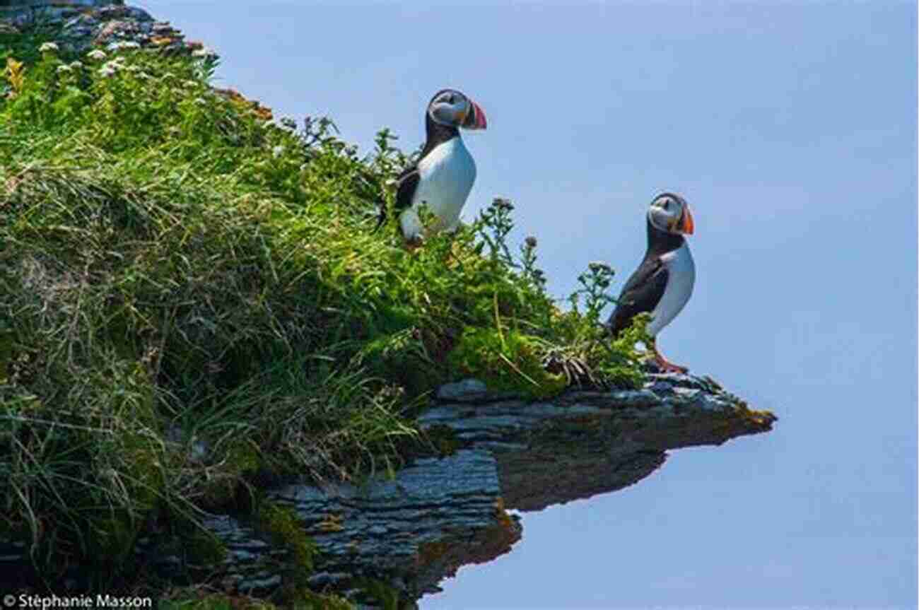 Puffins On Coastal Cliffs Finding Australian Birds: A Field Guide To Birding Locations