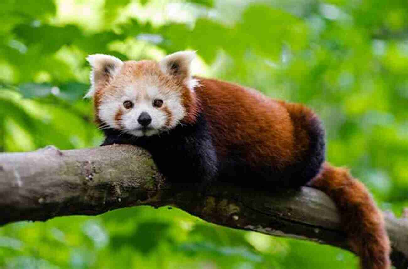 Red Panda In A Tree A Guide To The Mammals Of China