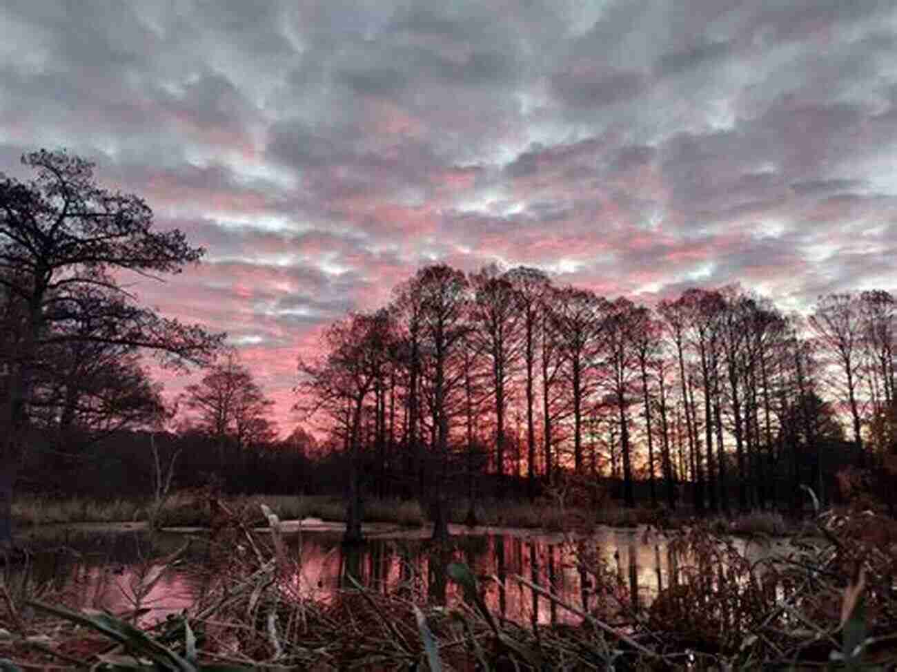 Reelfoot Lake Sunset The Mississippi Flyway: Reelfoot To Lake Itasca (Free Passage Reestablishing North America S Wildlife Corridors)