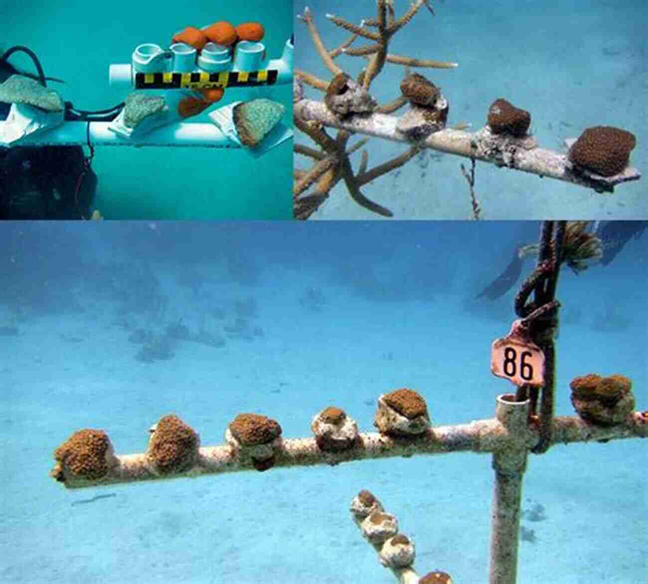 Scientist Cultivating Coral Fragments In A Nursery The Lost Continent: Coral Reef Conservation And Restoration In The Age Of Extinction