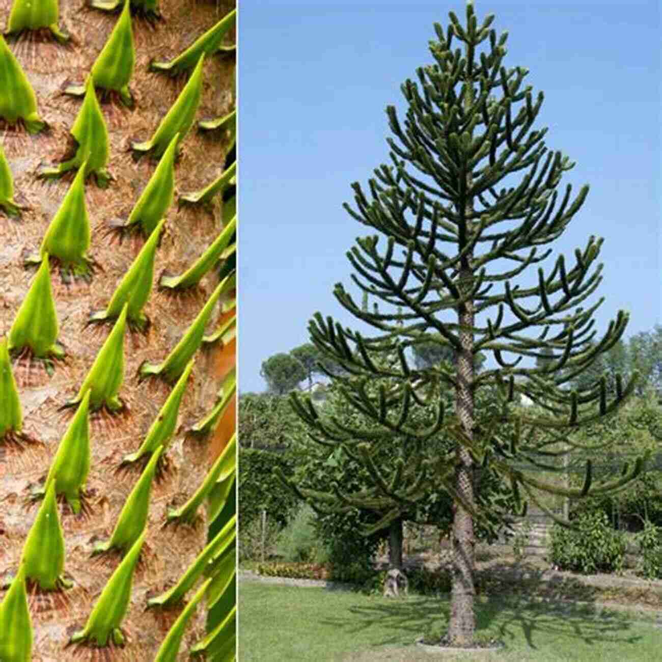 Serene Village Park With Majestic Monkey Puzzle Trees In The Shade Of The Monkey Puzzle Tree (Greek Village 6)