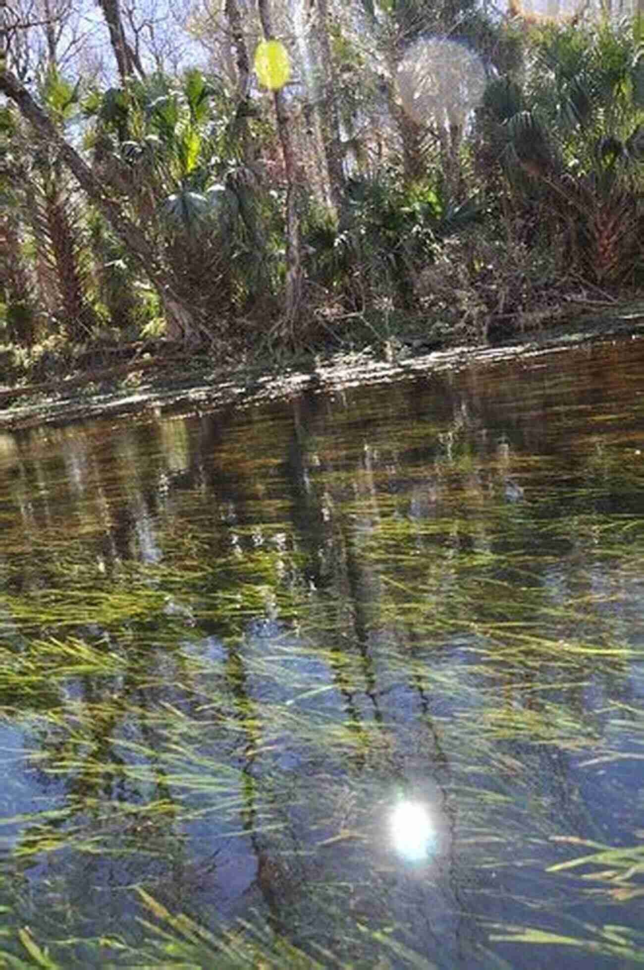 Silver River Explore Nature's Majestic Beauty Paddling Southern Florida: A Guide To The State S Greatest Paddling Areas (Paddling Series)