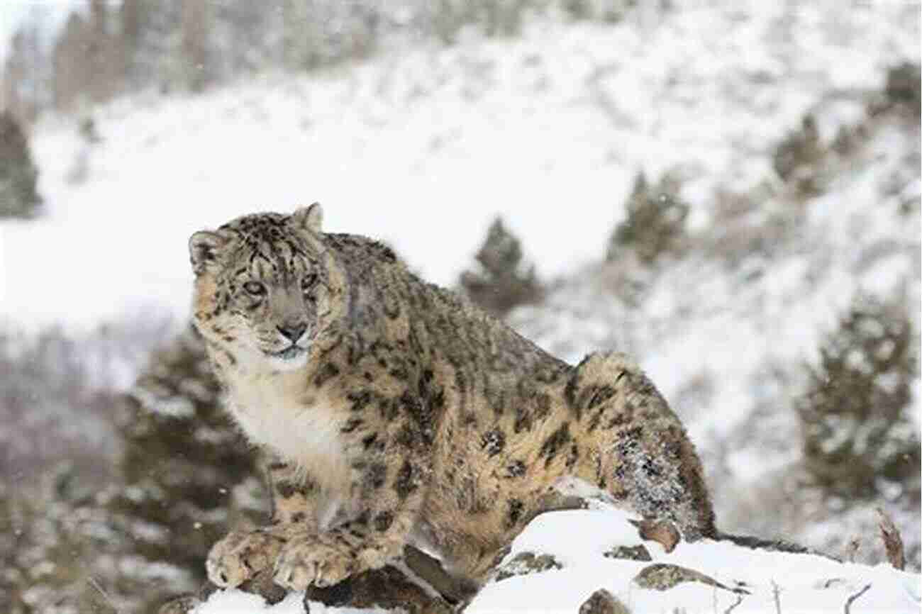 Snow Leopard In The Himalayas A Guide To The Mammals Of China