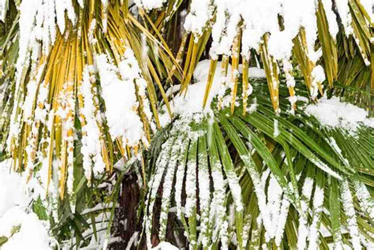 Snow Covered Palm Trees In Hawaii A Stunning Photograph Captured By Mike Guardia It S Snowing In Hawaii Mike Guardia