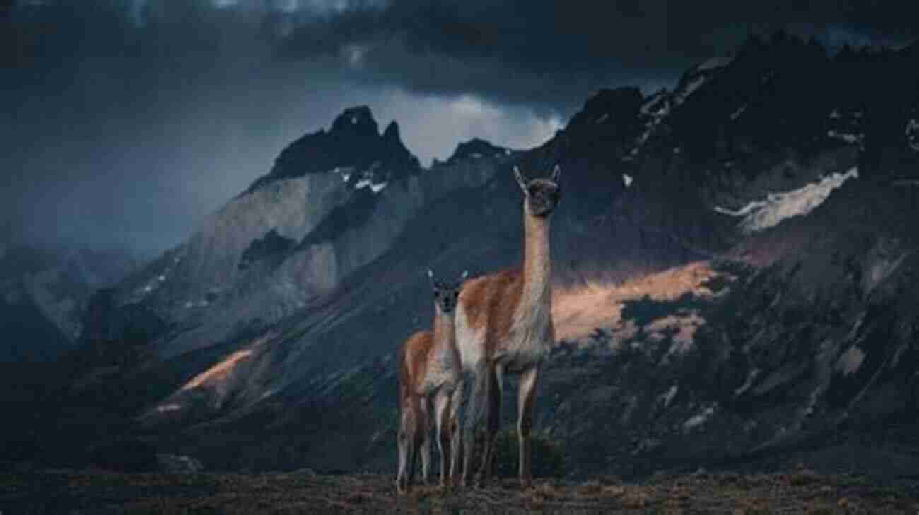 Spotting Wildlife In Patagonia's Untamed Landscapes Riding Into The Heart Of Patagonia