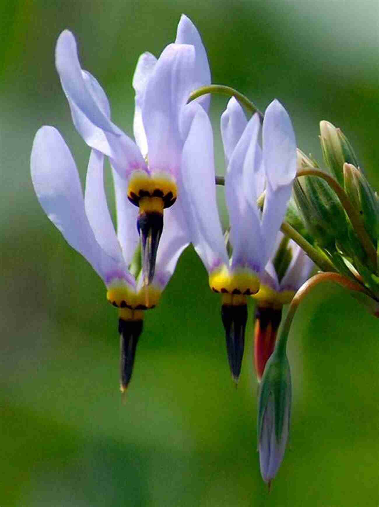 Stunning Shooting Star Wildflower Wildflowers Of The Mountain West