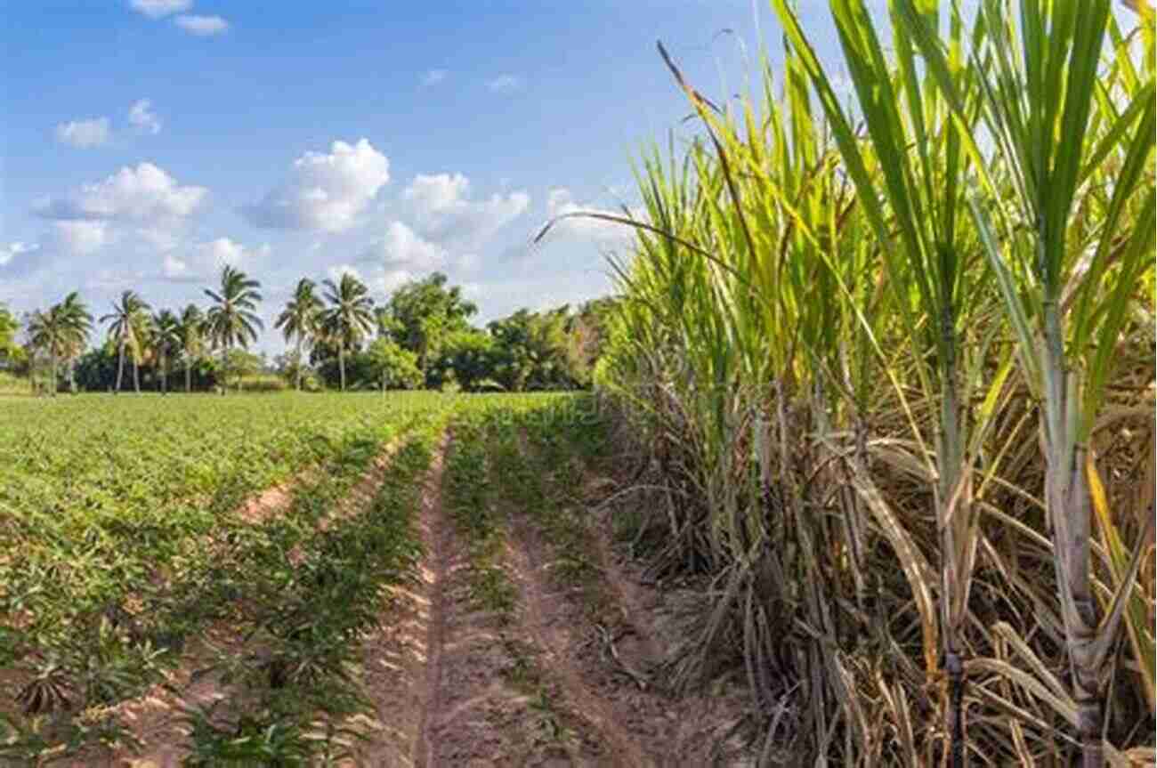 Sugarcane Field The Green Oasis Sugarcane (World Agriculture 2)