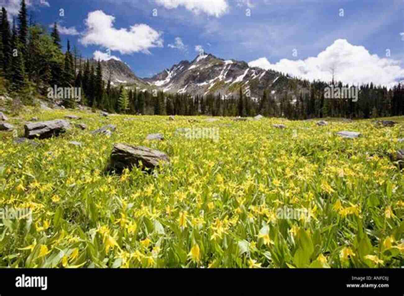 Sunlit Glacier Lilies In A Meadow Wildflowers Of The Mountain West