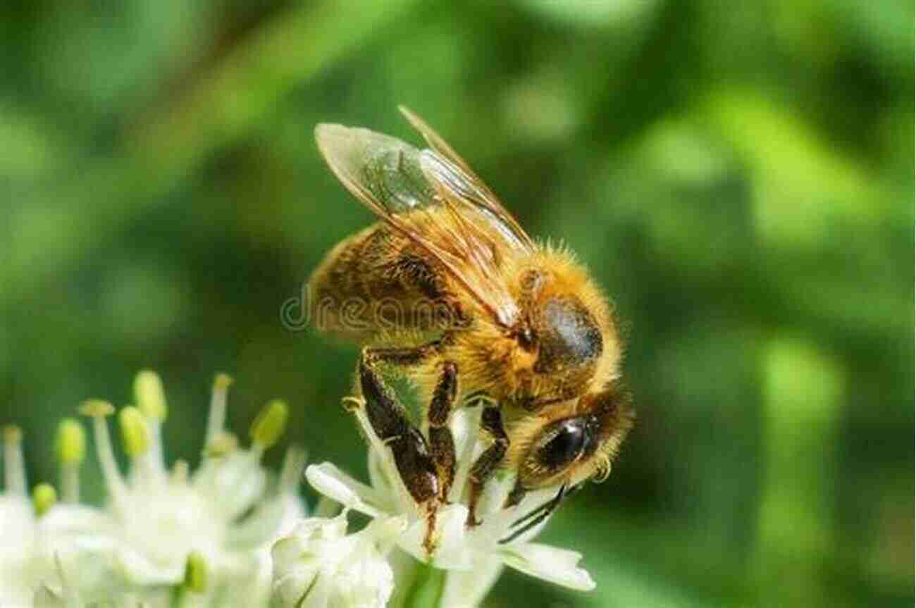 Sustainable Bee Friendly Techniques: Honeybees Pollinating Flowers In A Garden Common Sense Natural Beekeeping: Sustainable Bee Friendly Techniques To Help Your Hives Survive And Thrive