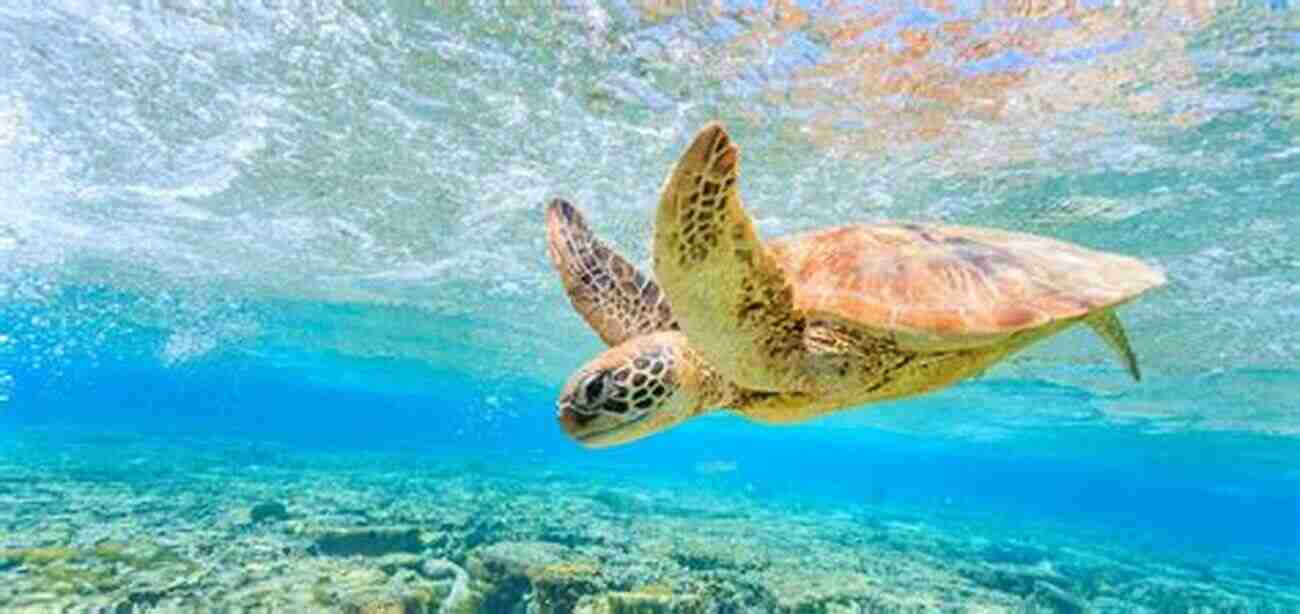 Swimming Alongside Sea Turtles In The Galapagos Islands Above The Snake Line: My Years In Ecuador