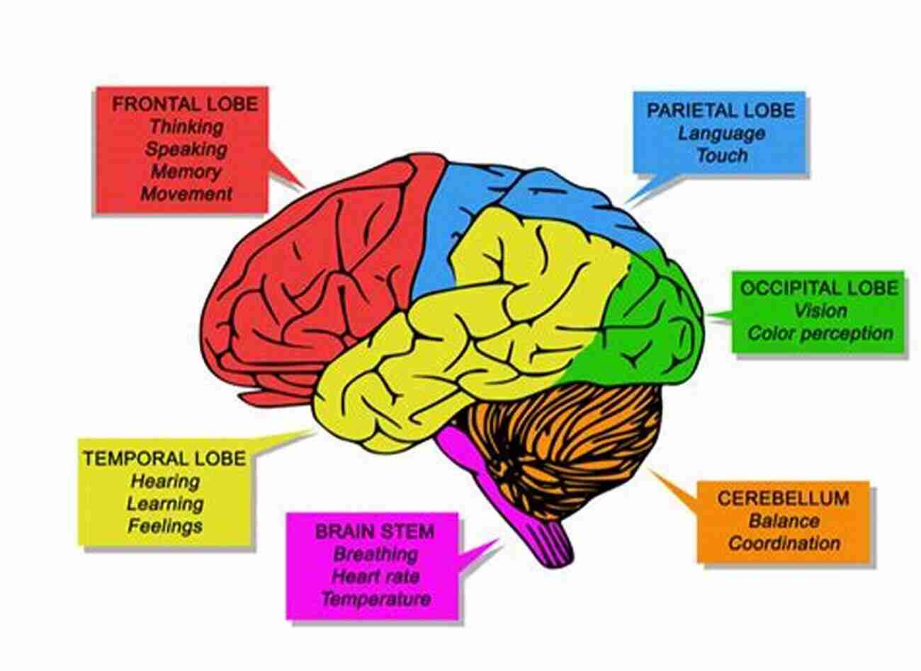 The Complex Structure Of The Brain Is Responsible For Individuality. What Do You Think You Are?: The Science Of What Makes You You