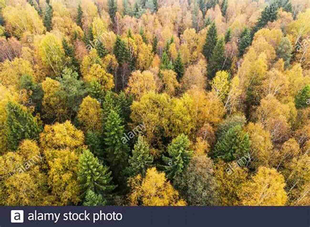 The Lush Nordic Forest During Autumn The Future Use Of Nordic Forests: A Global Perspective