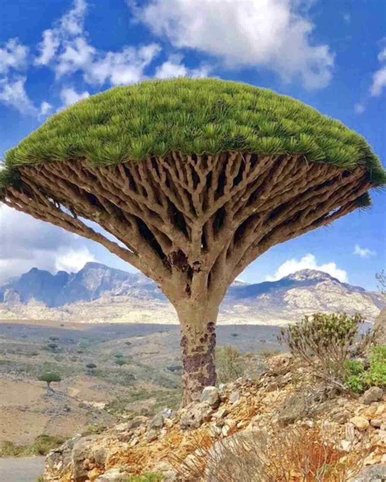 The Peculiar Dragon's Blood Tree Of Socotra Island In Yemen Secret Indianapolis: A Guide To The Weird Wonderful And Obscure