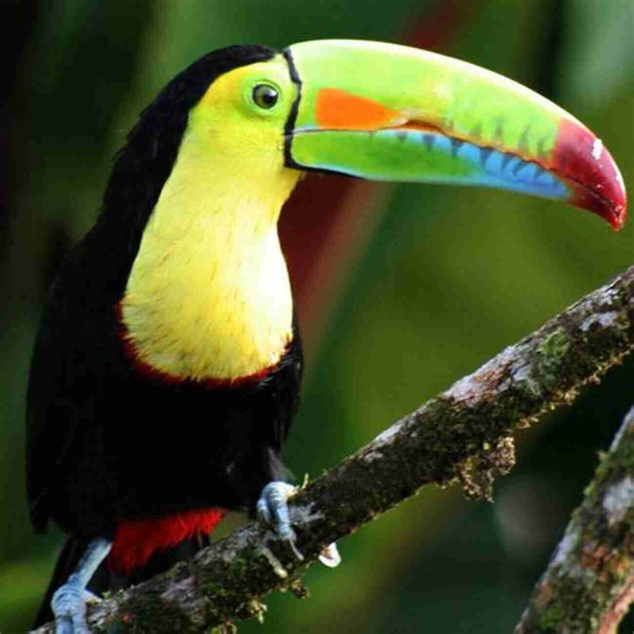 Toucan In Rainforest Finding Australian Birds: A Field Guide To Birding Locations