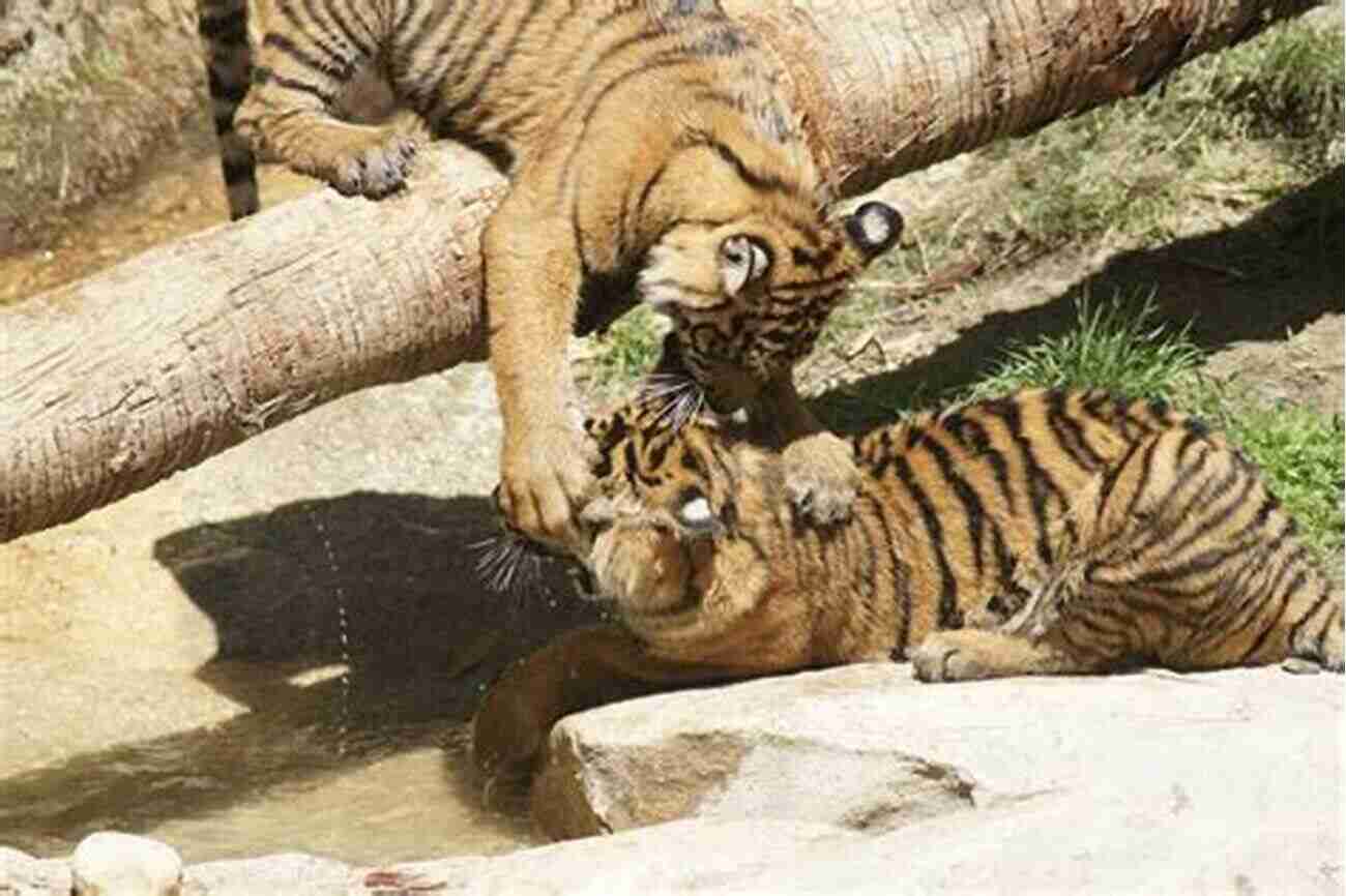 Two Tiger Cubs Playfully Wrestling T Is For Tigers (All About Tigers)