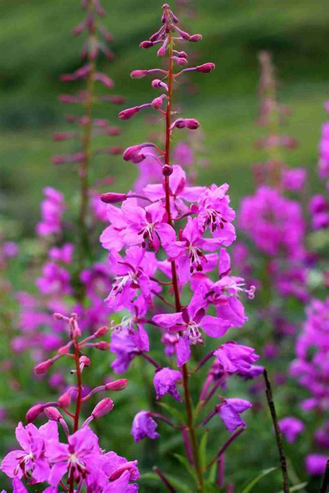 Vibrant Fireweed In Full Bloom Wildflowers Of The Mountain West